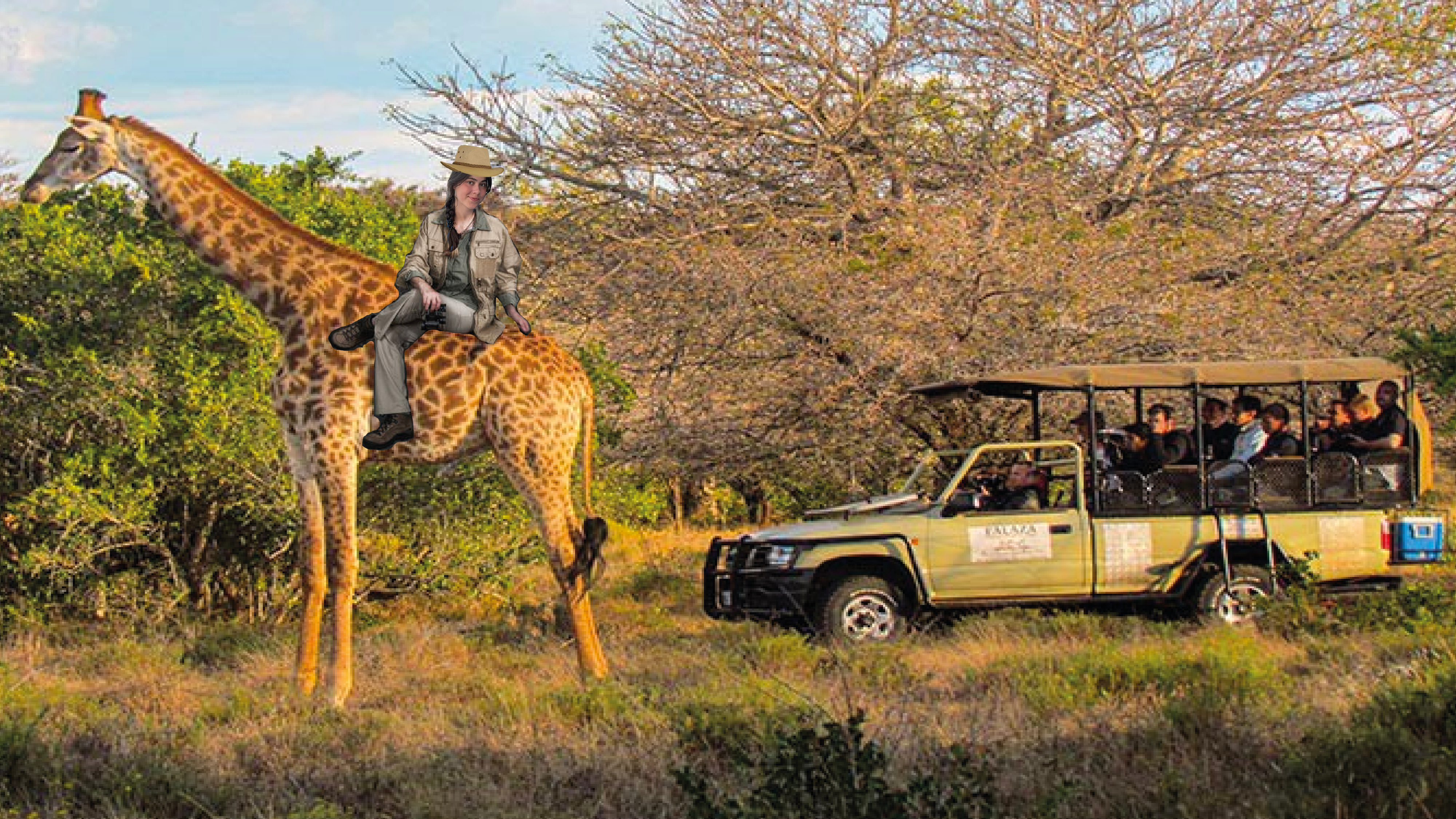Safari