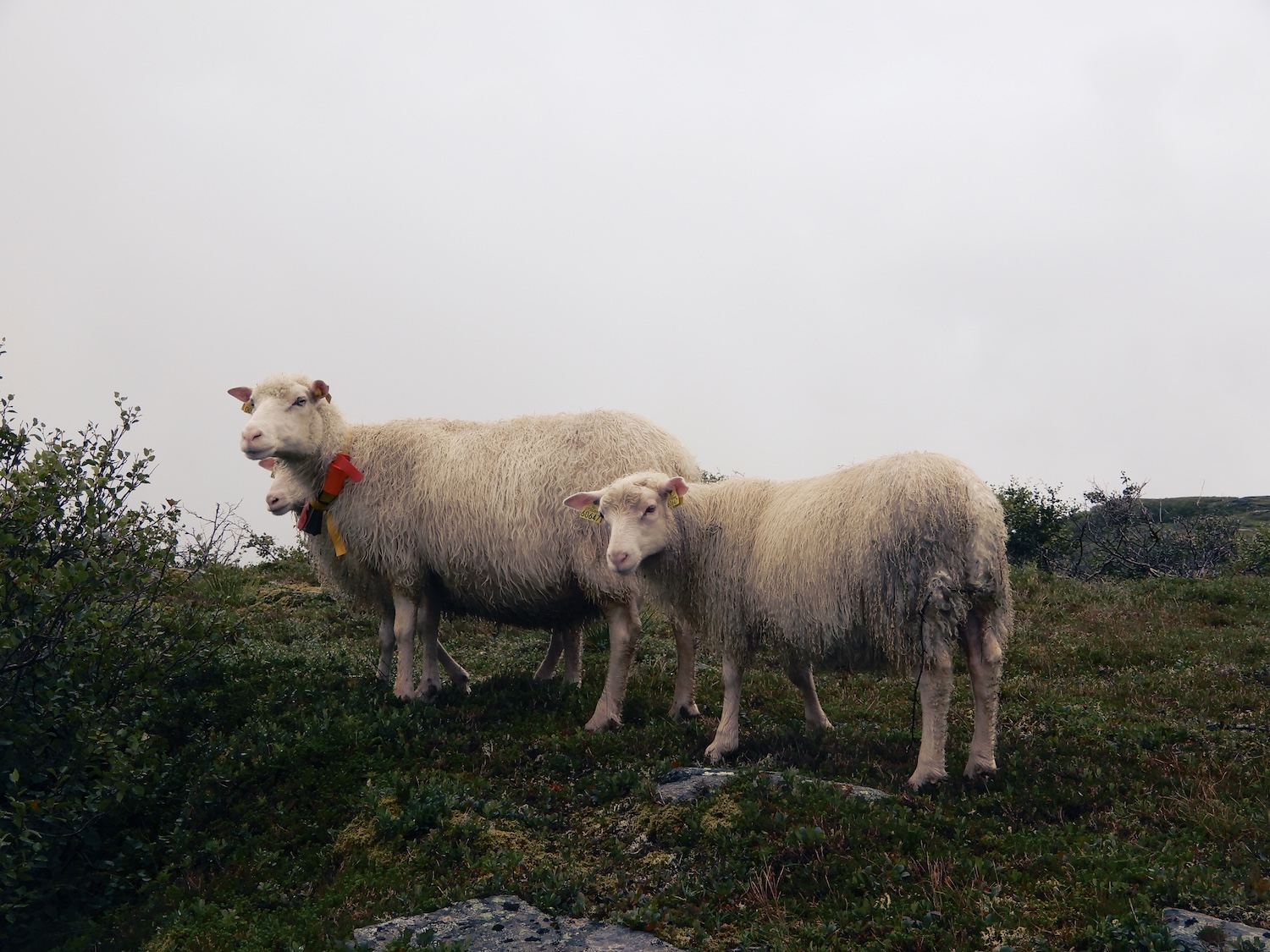 noorwegen